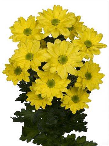 Photos von Blumenvarianten benutzt als: Schnittblume Chrysanthemum Bacardi Sunny