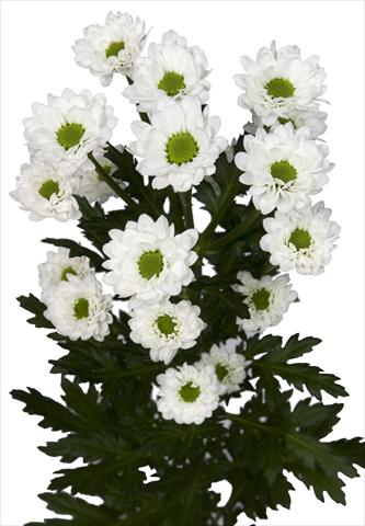 Photos von Blumenvarianten benutzt als: Topf und Beet Chrysanthemum Brightly