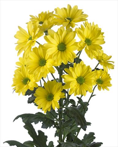 Photos von Blumenvarianten benutzt als: Topf und Beet Chrysanthemum Celebrate