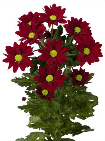 Photos von Blumenvarianten benutzt als: Topf und Beet Chrysanthemum Merlot