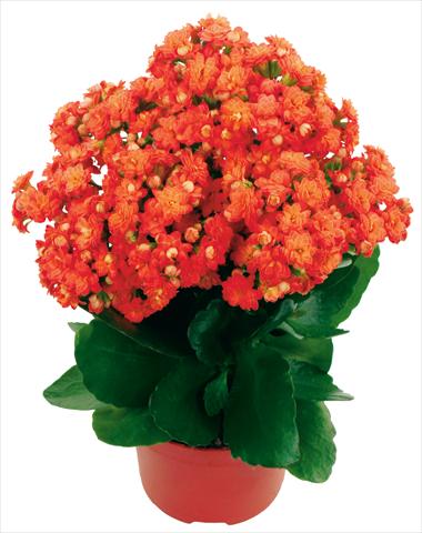 Photos von Blumenvarianten benutzt als: Topf und Beet Kalanchoe Calandiva® Bardot Improved