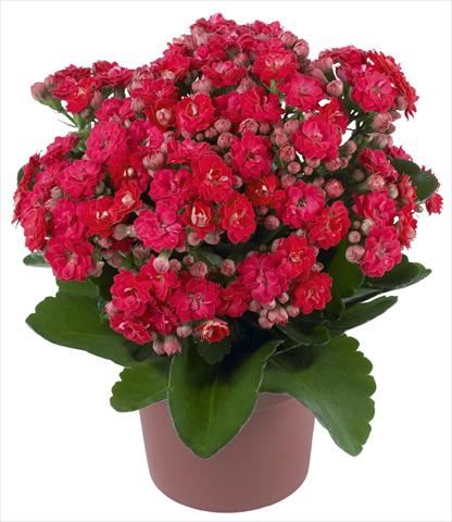 Photos von Blumenvarianten benutzt als: Topf und Beet Kalanchoe Calandiva® Cher