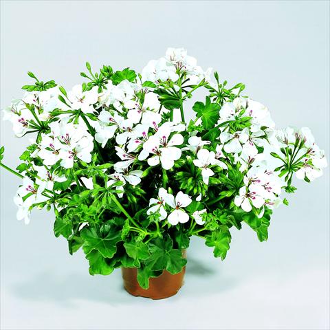 Photos von Blumenvarianten benutzt als: Ampel/Topf Pelargonium peltatum RED FOX Belle Ville White