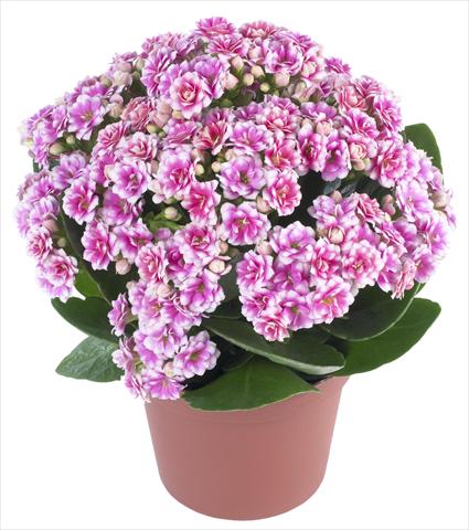 Photos von Blumenvarianten benutzt als: Topf und Beet Kalanchoe Calandiva® Weaver