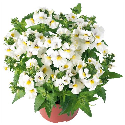 Photos von Blumenvarianten benutzt als: Topf, Terrasse, Ampel. Nemesia Angelart® Almond Improved
