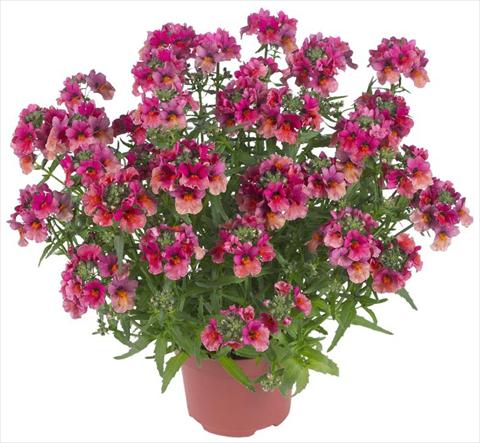 Photos von Blumenvarianten benutzt als: Topf, Terrasse, Ampel. Nemesia Angelart® Fruit Punch
