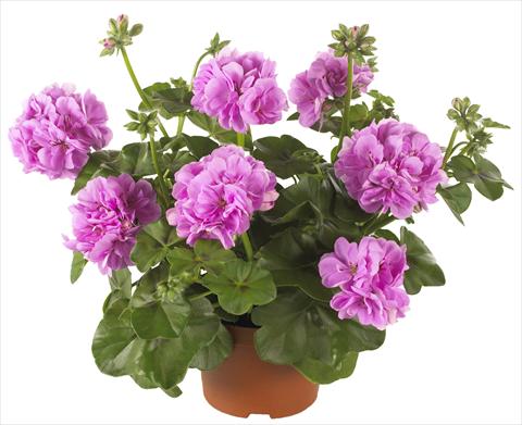 Photos von Blumenvarianten benutzt als: Topf, Terrasse, Ampel. Pelargonium peltatum Dancing Idols® Lavender Improved