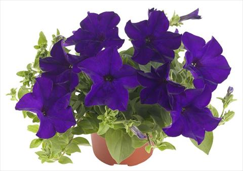 Photos von Blumenvarianten benutzt als: Topf, Terrasse, Ampel. Petunia Fortunia® Blue