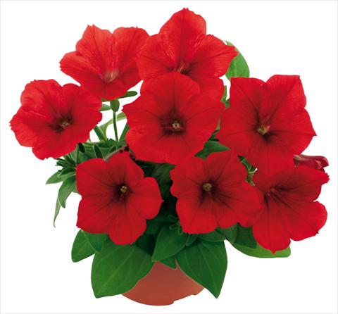 Photos von Blumenvarianten benutzt als: Topf, Terrasse, Ampel. Petunia Fortunia® Red