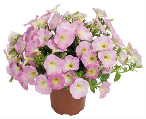 Photos von Blumenvarianten benutzt als: Topf, Terrasse, Ampel. Petunia Fortunia® Rose Bicolor