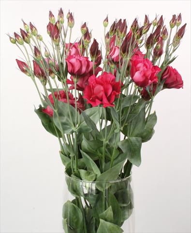 Photos von Blumenvarianten benutzt als: Schnittblume Lisianthus (Eustoma rusellianum) Cessna Red