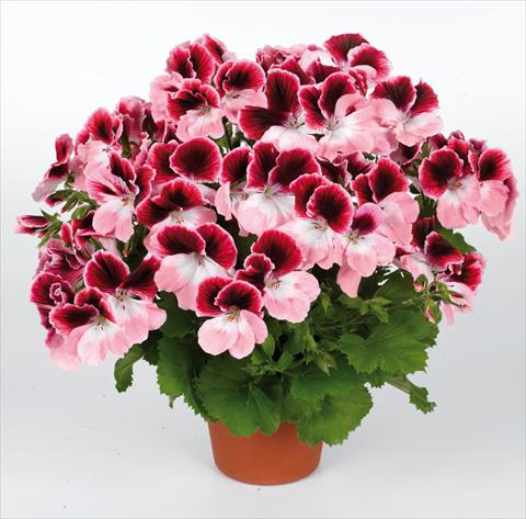 Photos von Blumenvarianten benutzt als: Topf Pelargonium grandiflorum pac® Aristo® Darling