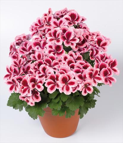 Photos von Blumenvarianten benutzt als: Topf Pelargonium grandiflorum pac® Candy Flowers® Strawberry Cream
