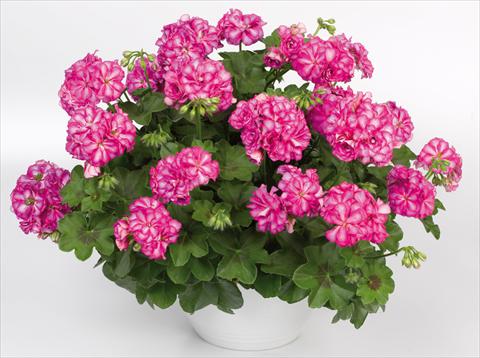 Photos von Blumenvarianten benutzt als: Topf, Terrasse, Ampel. Pelargonium peltatum pac® Mexica Nealit