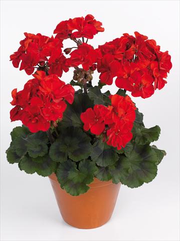 Photos von Blumenvarianten benutzt als: Topf Pelargonium zonale pac® Abelina