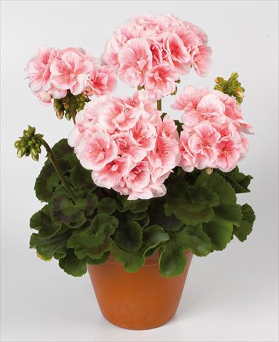 Photos von Blumenvarianten benutzt als: Topf Pelargonium zonale pac® Salmon Queen