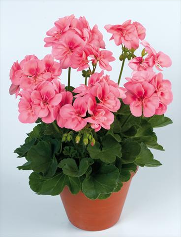 Photos von Blumenvarianten benutzt als: Topf Pelargonium zonale pac® Peach Kiss