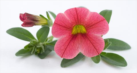 Photos von Blumenvarianten benutzt als: Topf, Terrasse, Ampel. Calibrachoa Caloha Pink Orange Star
