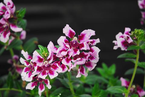 Photos von Blumenvarianten benutzt als: Topf Cuphea ilavea Vienco Lavender