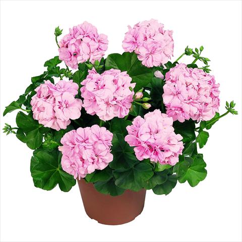 Photos von Blumenvarianten benutzt als: Ampel/Topf Pelargonium peltatum RED FOX Pacific Soft Pink