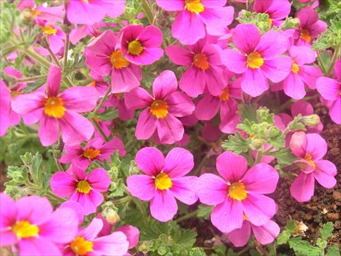 Photos von Blumenvarianten benutzt als: Topf und Beet Bacopa (Sutera cordata) James Britannia Party Rose Imp