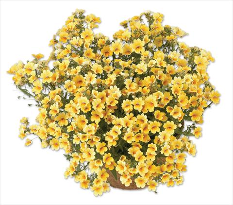 Photos von Blumenvarianten benutzt als: Topf, Terrasse, Ampel. Nemesia Spicy Yellow