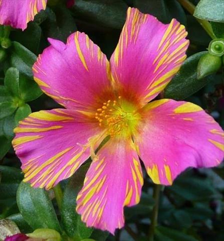 Photos von Blumenvarianten benutzt als: Topf, Terrasse, Ampel. Portulaca Duet Rose N Yellow