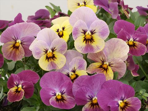 Photos von Blumenvarianten benutzt als: Topf und Beet Viola cornuta Caramel Rose Shades