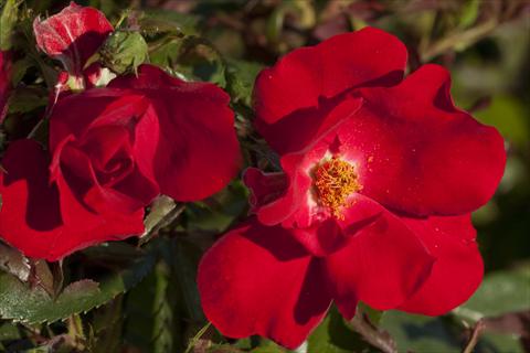 Photos von Blumenvarianten benutzt als: Beet- / Rabattenpflanze Rosa paesaggistica La Sevillana® Plus