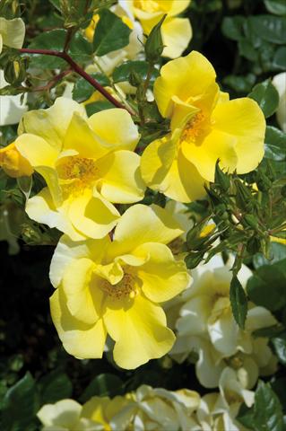 Photos von Blumenvarianten benutzt als: Beet- / Rabattenpflanze Rosa paesaggistica Liane Foly®