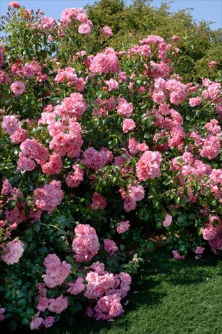 Photos von Blumenvarianten benutzt als: Beet- / Rabattenpflanze Rosa paesaggistica Livia®