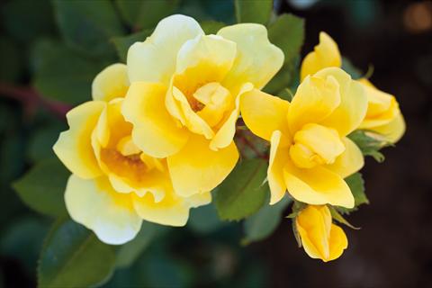 Photos von Blumenvarianten benutzt als: Beet- / Rabattenpflanze Rosa paesaggistica Sunny Knock Out®