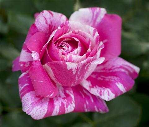 Photos von Blumenvarianten benutzt als: Beet- / Rabattenpflanze Rosa rampicante Ines Sastre®