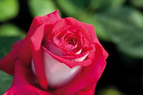 Photos von Blumenvarianten benutzt als: Beet- / Rabattenpflanze Rosa Tea Monica Bellucci®