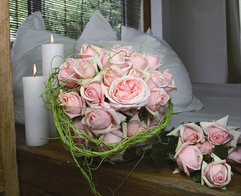 Photos von Blumenvarianten benutzt als: Topf und Beet Rosa Tea Aphrodite®