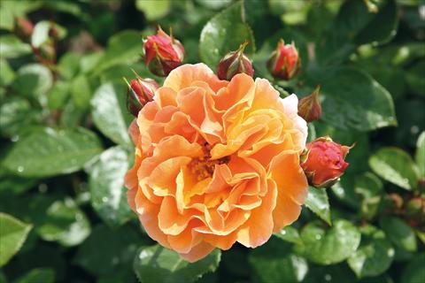Photos von Blumenvarianten benutzt als: Beet- / Rabattenpflanze Rosa Tea Arabia®