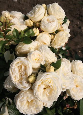 Photos von Blumenvarianten benutzt als: Beet- / Rabattenpflanze Rosa Tea Artemis®