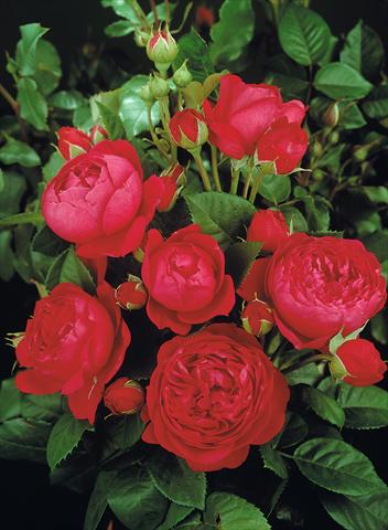 Photos von Blumenvarianten benutzt als: Beet- / Rabattenpflanze Rosa Tea Ascot®
