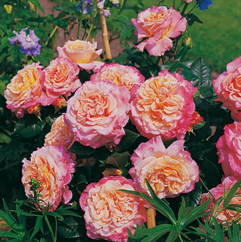 Photos von Blumenvarianten benutzt als: Beet- / Rabattenpflanze Rosa Tea Augusta Luise®