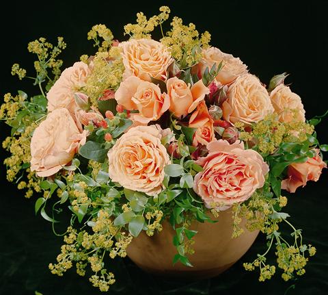 Photos von Blumenvarianten benutzt als: Beet- / Rabattenpflanze Rosa Tea Belvedere®