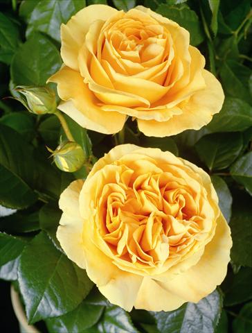 Photos von Blumenvarianten benutzt als: Beet- / Rabattenpflanze Rosa Tea Candlelight®