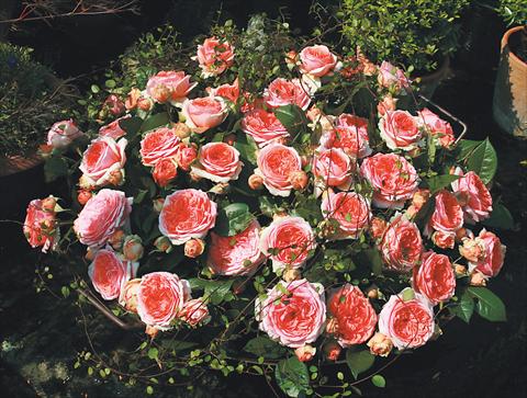 Photos von Blumenvarianten benutzt als: Beet- / Rabattenpflanze Rosa Tea Chippendale®