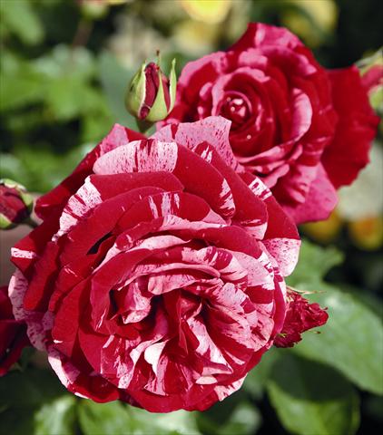 Photos von Blumenvarianten benutzt als: Beet- / Rabattenpflanze Rosa floribunda Deep Impression®