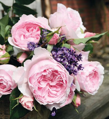 Photos von Blumenvarianten benutzt als: Topf und Beet Rosa Tea Gartenträume®