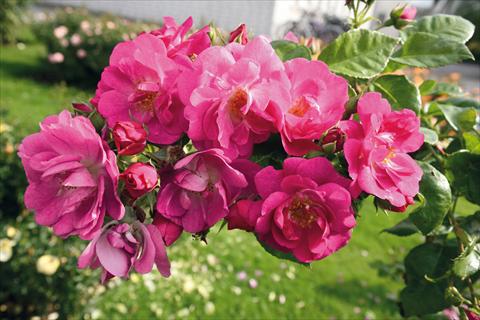 Photos von Blumenvarianten benutzt als: Beet- / Rabattenpflanze Rosa Tea Global Water®