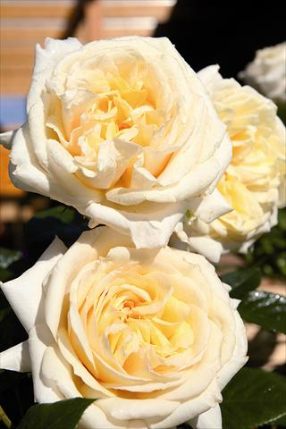 Photos von Blumenvarianten benutzt als: Beet- / Rabattenpflanze Rosa Tea My Girl®