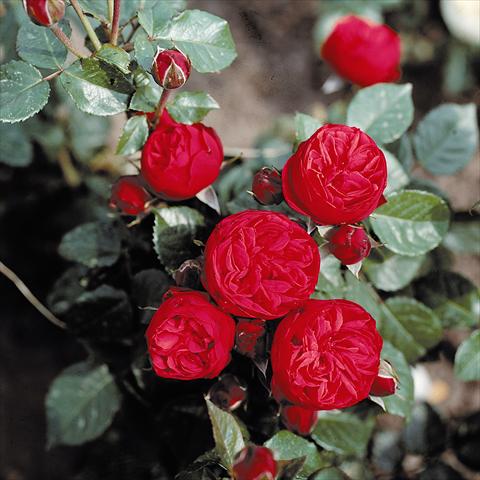 Photos von Blumenvarianten benutzt als: Beet- / Rabattenpflanze Rosa Tea Piano®