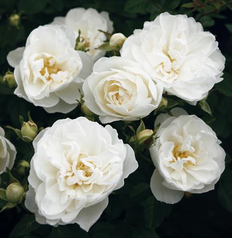 Photos von Blumenvarianten benutzt als: Topf, Beet, Terrasse Rosa Tea White Babyflor®