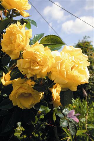 Photos von Blumenvarianten benutzt als: Beet- / Rabattenpflanze Rosa rampicante Dukat®