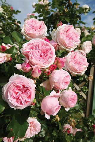 Photos von Blumenvarianten benutzt als: Beet- / Rabattenpflanze Rosa rampicante Giardina®